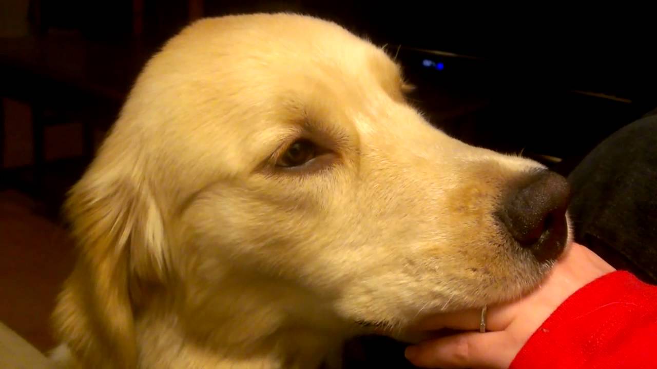 9 Month Old Golden Sucking Finger