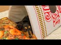 カップヌードル犬が可愛すぎてヤバい【ダックスフンド】