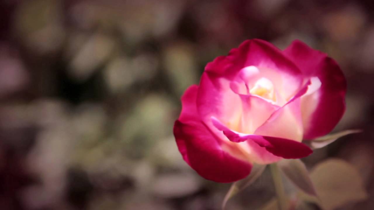Dolce&Gabbana Velvet Rose - Fragrance for Women - YouTube