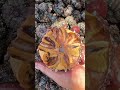 Eating FRESH Black Sea Urchin! Straight From The Shell! (Unique Seafood Feast!)