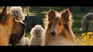 Marmaduke Mazie Heybaby