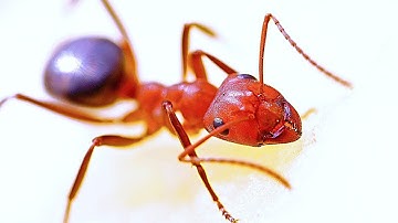 Red ant in macro 🔴🐜