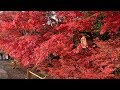 4K- Beautiful Autumn, Flower And Japanese Garden