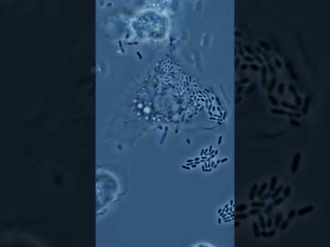 Video: Makrofaqlar anadangəlmədir, yoxsa adaptivdir?