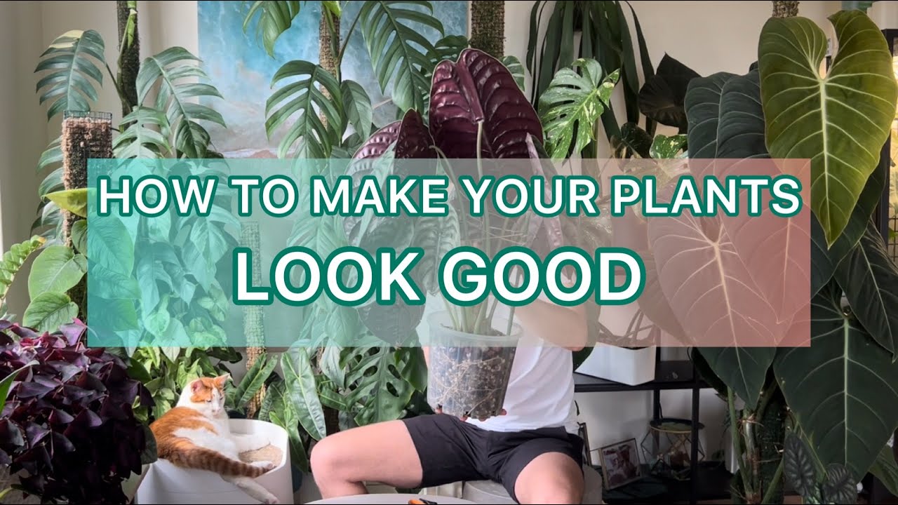 Bring out the best in your plants Plant styling tips YouTube