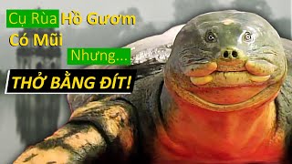 #274 Bí Mật Chưa Từng Được Công Bố Về Cụ Rùa Hồ Gươm!? 🐢🐢🐢