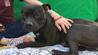 A5331525 Jack Pitbull