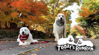 紅葉がとても綺麗なルンルン地方の散歩道です　Great Pyrenees　グレートピレニーズ