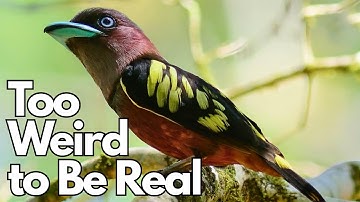 15 vreemdste vogelsoorten van Sumatra waarvan je het bestaan ​​niet gelooft