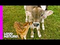 Cows And Baby Deer Are Obsessed With One Another | Oddest Animal Friendships | Love Nature