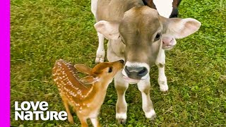 Cows And Baby Deer Are Obsessed With One Another | Oddest Animal Friendships | Love Nature