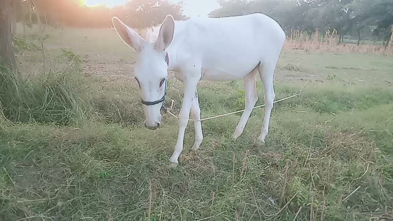 Dog Eczema Treatment । Murraha Dog & goat meeting 
