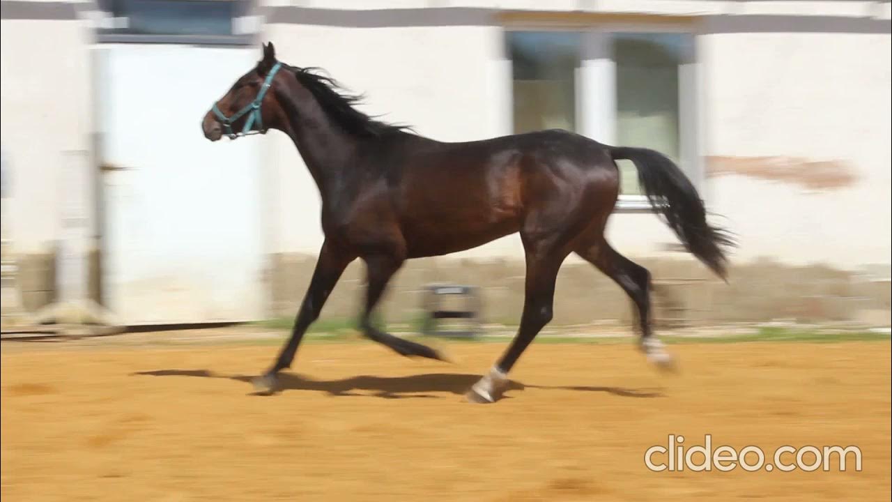 две лошади. внии коневодства логотип. конь е 3. 1850. картинки лошадей.