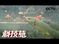 《科技苑》喂辣椒 育脆稻 古法养鱼有新招 20181025 | CCTV农业