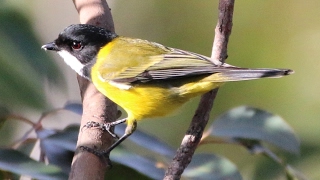 Golden Whistler - Chiltern Track biodiversity