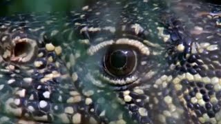 The Ferocious Looking Nile Monitor | BBC Earth