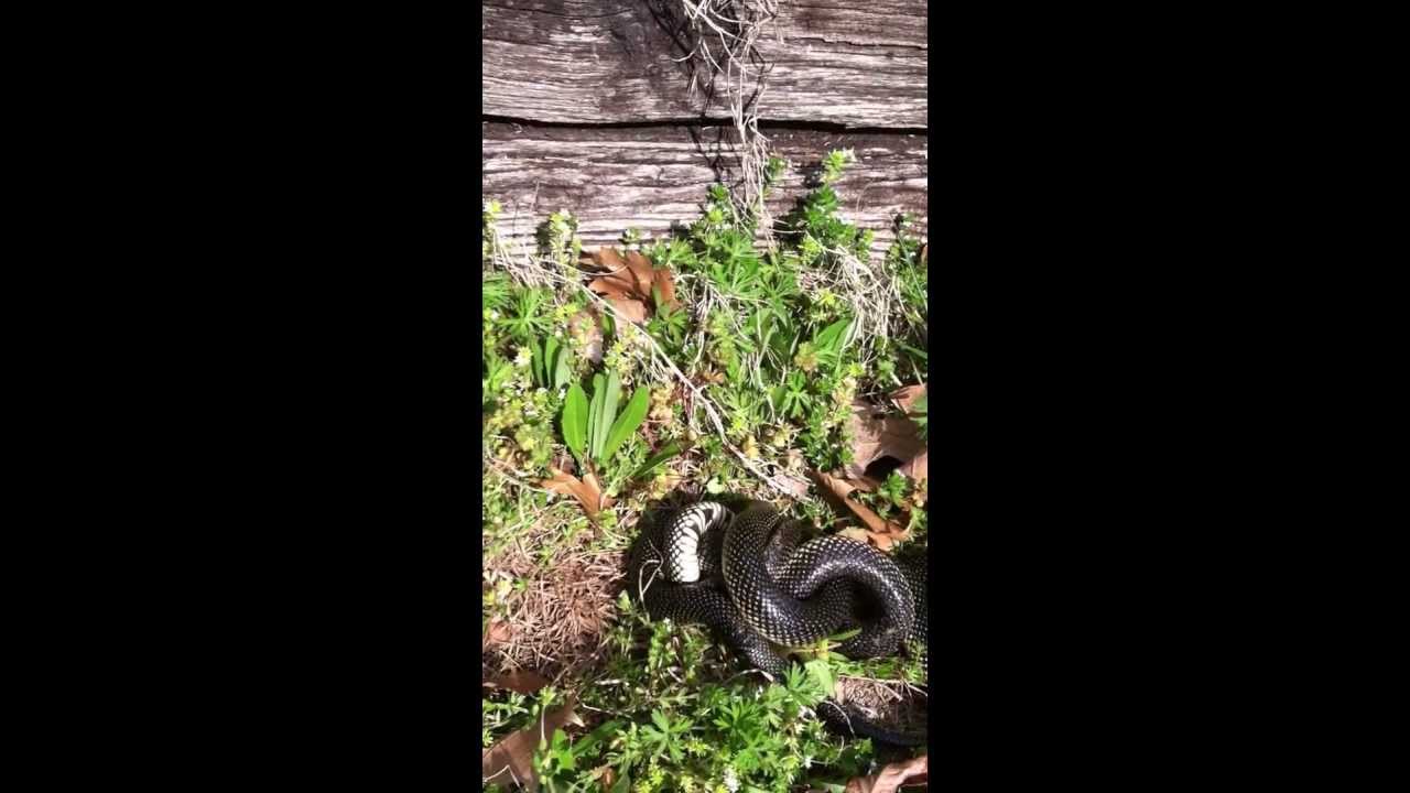 Arkansas Speckled King Snakes Copulating Part 2 YouTube