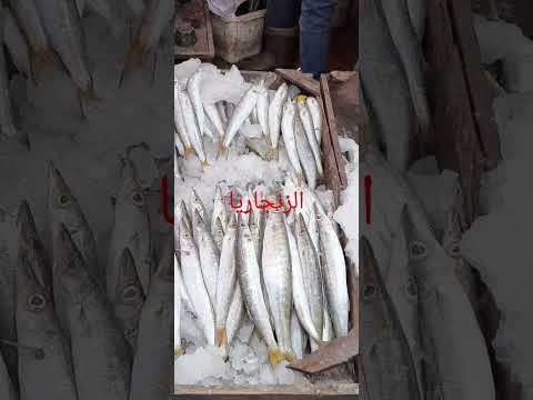 سمكة الزنجاريا أو المغازل     طبخ مطبخ