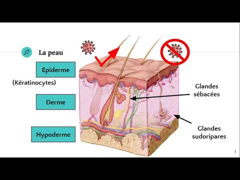 Vidéo: Quelle sécrétion n'est pas une barrière qui empêche les agents pathogènes ?