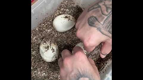 Egg cutting video Scaleless head X scaleless head 😱