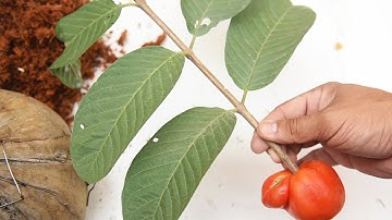 Amazing New Grafting Technique Guava Tree Cutting in Tomato {Brilliant idea} V Garden