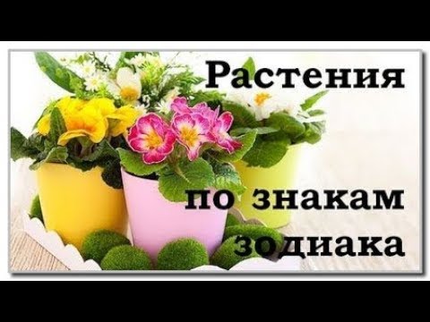 Какие комнатные цветы подходят по знаку ЗОДИАКА? / Галерея Цветов / Flower Gallery