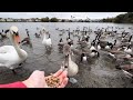 Hungry wild ducks swans geese get food they bite