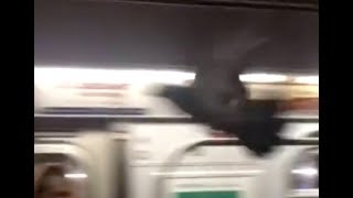 Pigeon Surprises NYC Subway Passengers