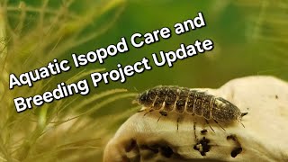 Aquatic Isopod Care Guide and Breeding Project Update