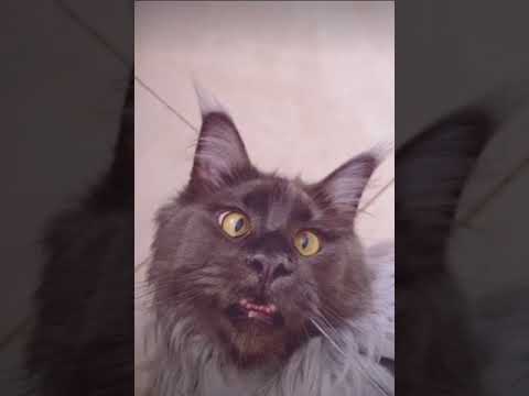 Wideo: Daj Swojemu Kotu Najlepszy Strzał W Dobre Zdrowie