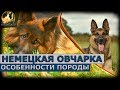 Немецкая овчарка - особенности породы