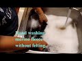 Hand processing a merino fleece part 2. How to wash a merino fleece without felting for spinning.