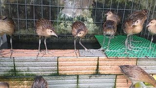 Distinguishing between 2-3 month old male and female chickens (country chickens) and 2-3 week old...