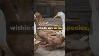 Ducks Quack in Different Accents  Discover