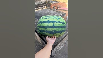 Experiment: Will a watermelon explode if it rolls down a tall building? 🍉💥#shorts