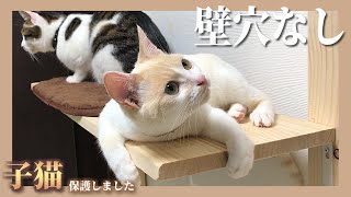 【DIY】How to make cat shelves ( with audio instruction)