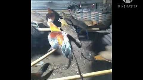 แบ่งเหมา ไก่ต่อหูขาว ตัวล่ะ150ทุกตัว พร้อมผสม#0655751383 ไลน์​kk0613121505​