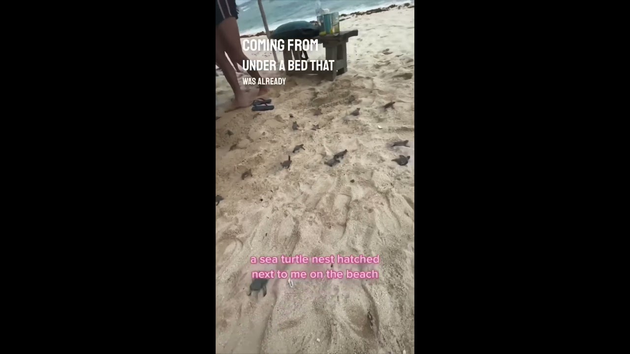 A Baby Sea Turtle Nest Hatched Right Next To Them On The Beach 