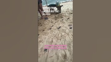 Thumbnail of A baby sea turtle nest hatched right next to them on the beach 😱