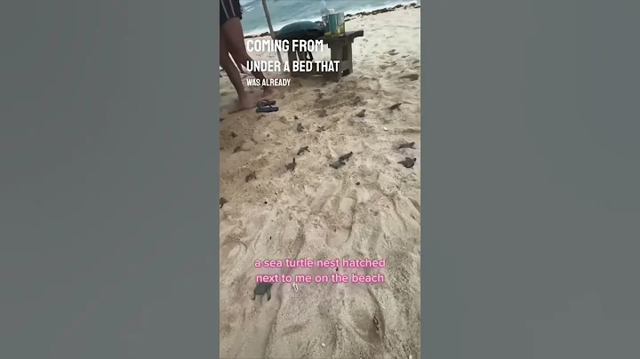 A baby sea turtle nest hatched right next to them on the beach 😱 - DayDayNews