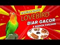 Cara Membuat Resep Ramuan Burung Lovebird Biar Ngekek Panjang Konslet Kicau Q Mp3 - Mp4 Download