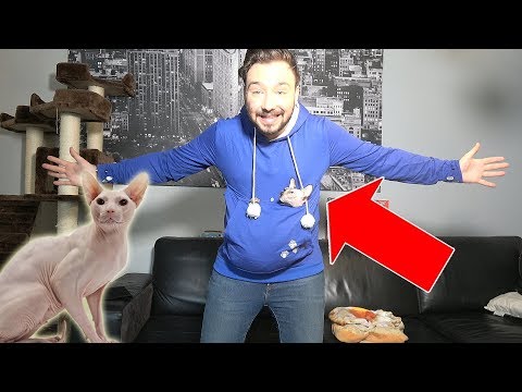Les Jouets Accessoires De Mon Sphynx Chat Sans Poil Cats To Love
