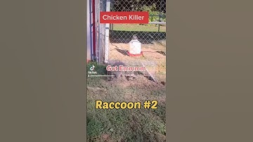 Chicken KILLER #shorts #RACCOON  #Predator #chickens  #homesteadingfamily