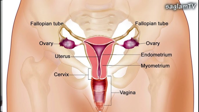 Katta kokrakli yalangoch ispan ayollari Yetuk yalangoch porno rasmlar