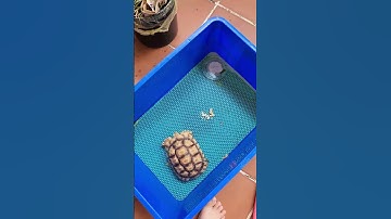 Rùa thải URAT như thế nào???