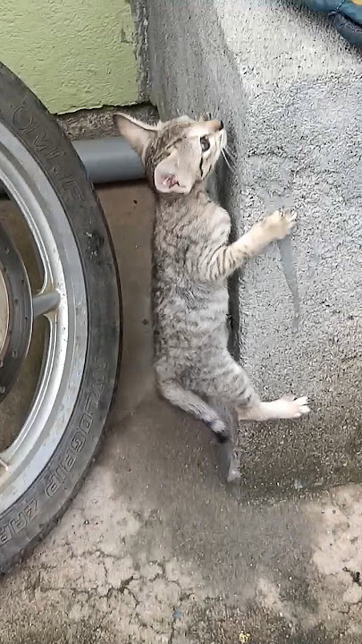 One two three start funniest video cat funny shorts #trending #sound #real #reels #video