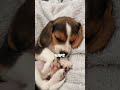 Top 3 dogs that sleep the most #chihuahuafanclub #animallife #3dogs