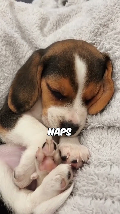 Top 3 dogs that sleep the most #chihuahuafanclub #animallife #3dogs