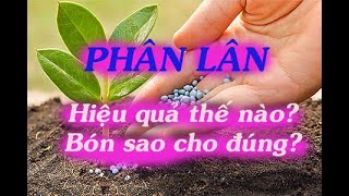 Phân Lân- Bón Sao Cho Đúng?