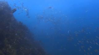 2015.06.25　山口県萩市須佐湾のﾎﾞｰﾄﾀﾞｲﾋﾞﾝｸﾞ風景